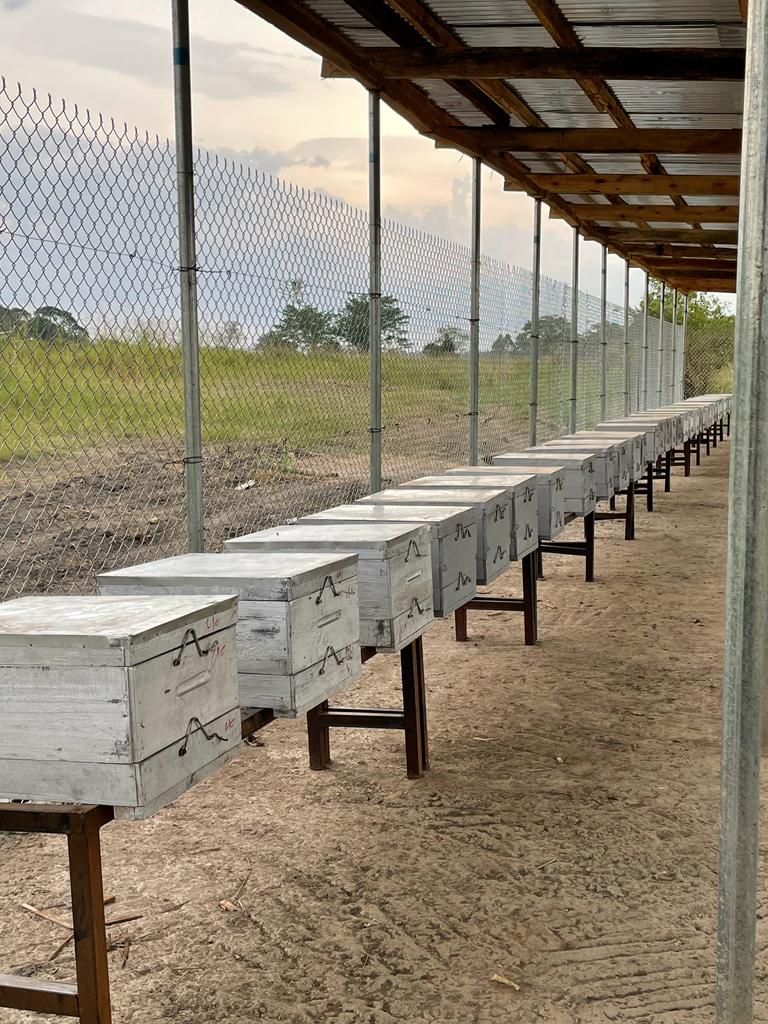 Colony and Bee Farm Management